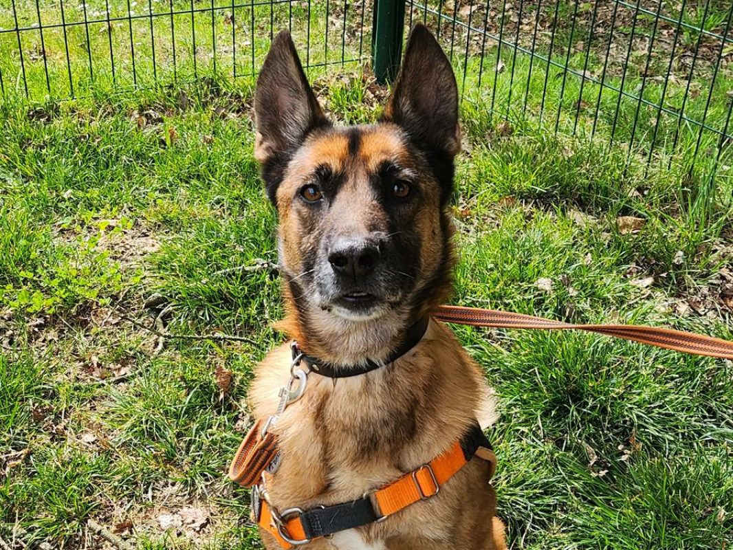 Nino - Chien Berger Belge Malinois à adopter - photo 3
