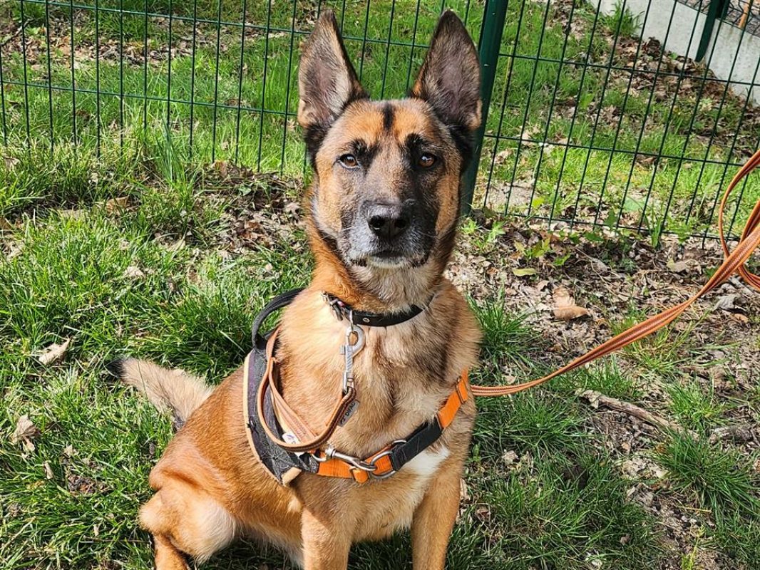 Nino - Chien Berger Belge Malinois à adopter - photo 4