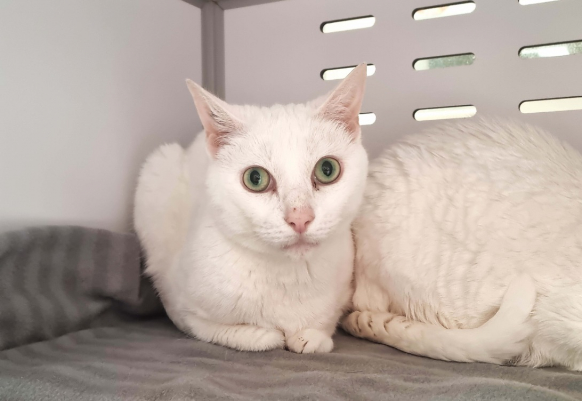 Photo #1 de Nounours