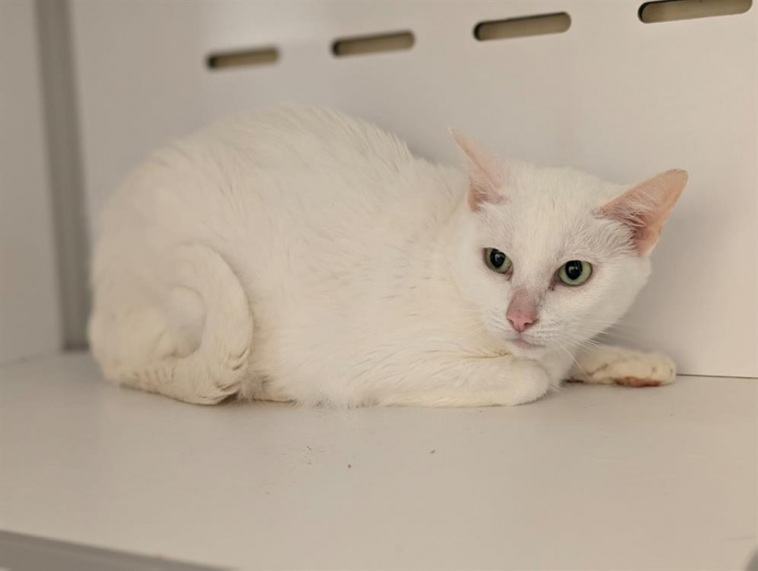 Photo #2 de Nounours