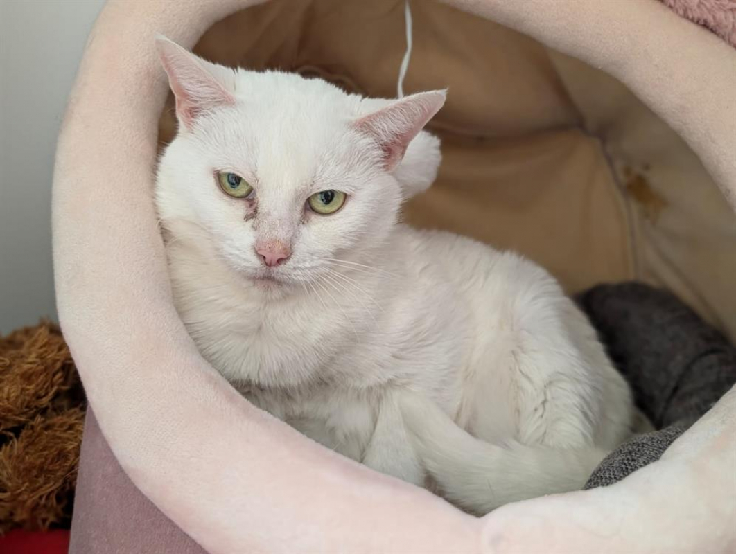 Photo #3 de Nounours