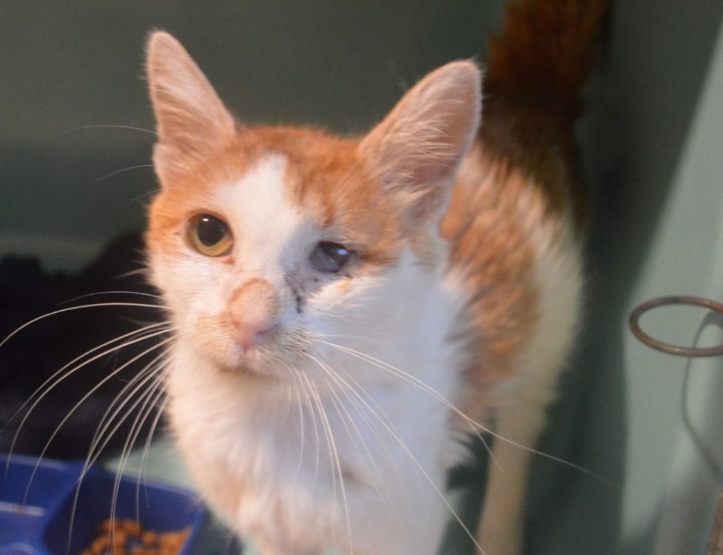 Soleo - Chat Européen à adopter