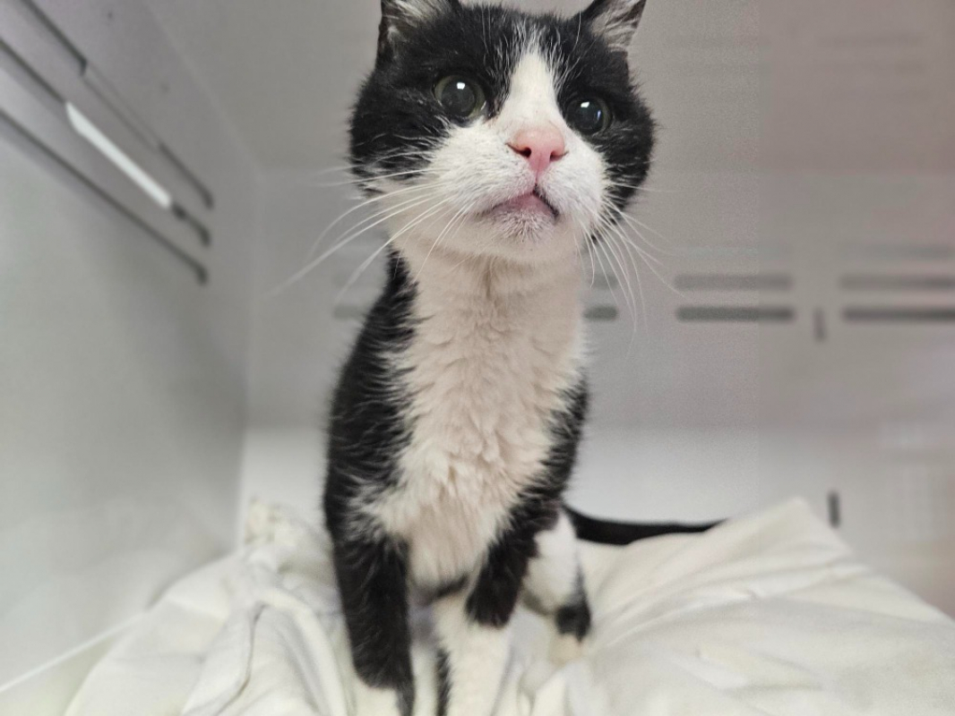 Photo #1 de Mistigri