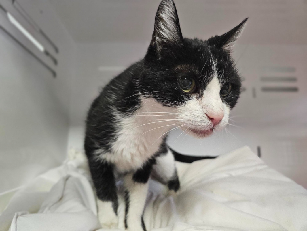 Photo #2 de Mistigri