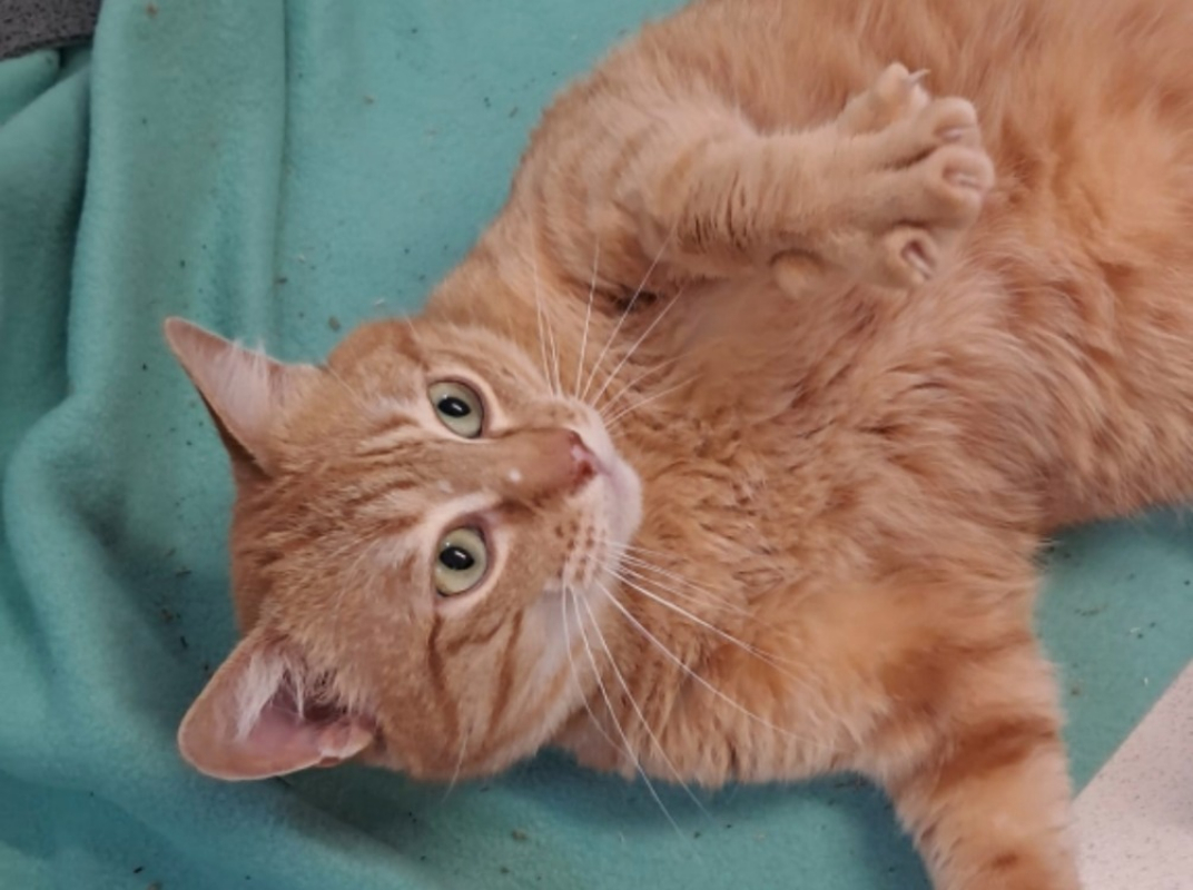 Photo #1 de Simba