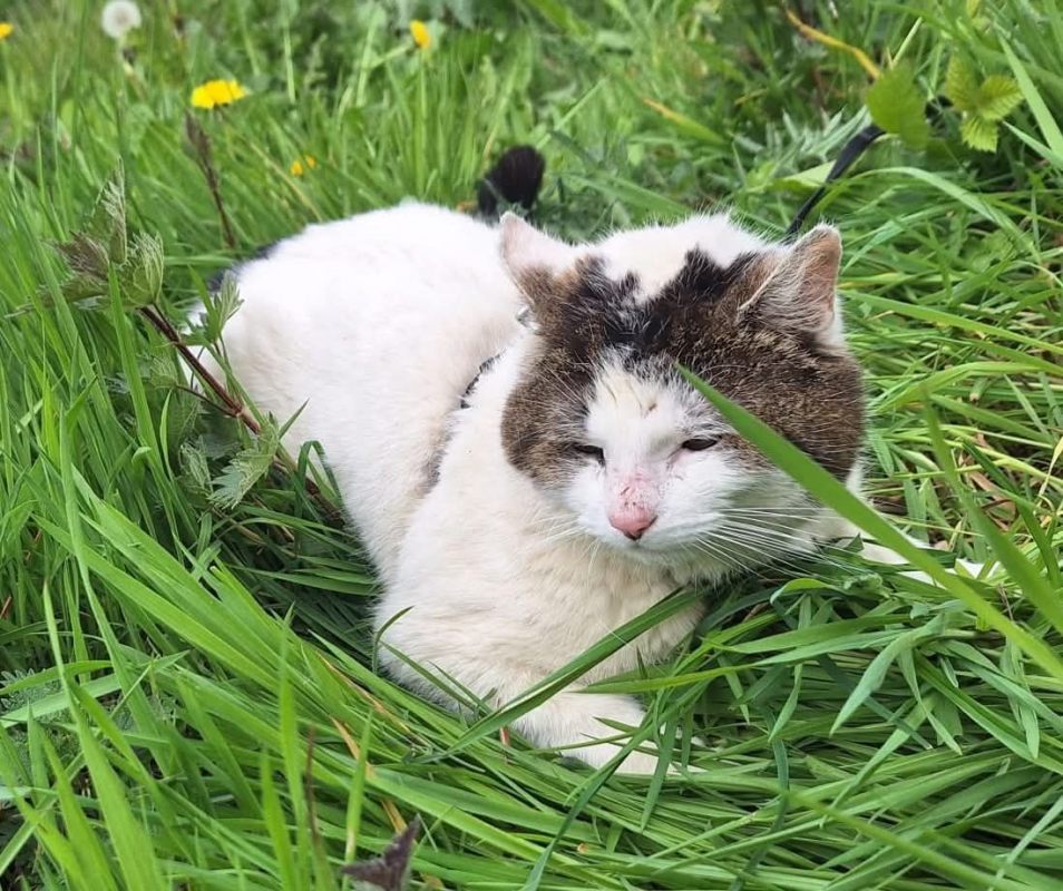 Photo #4 de Vagabond 