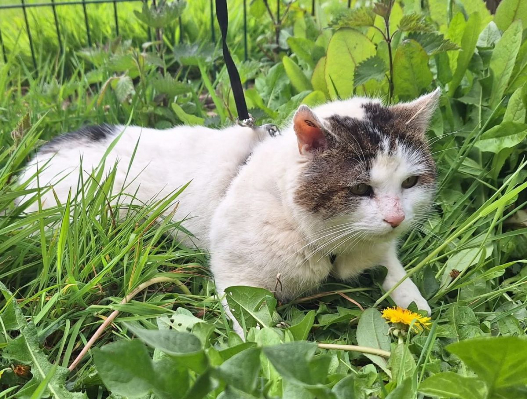 Photo #1 de Vagabond 