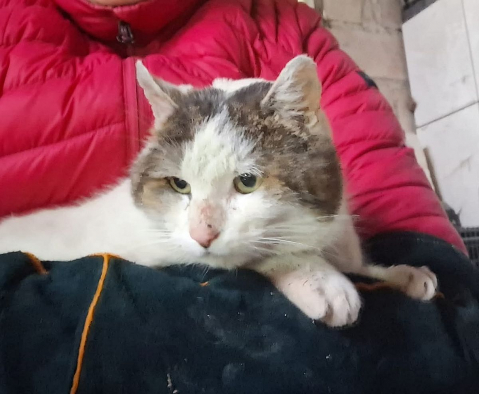 Photo #2 de Vagabond 