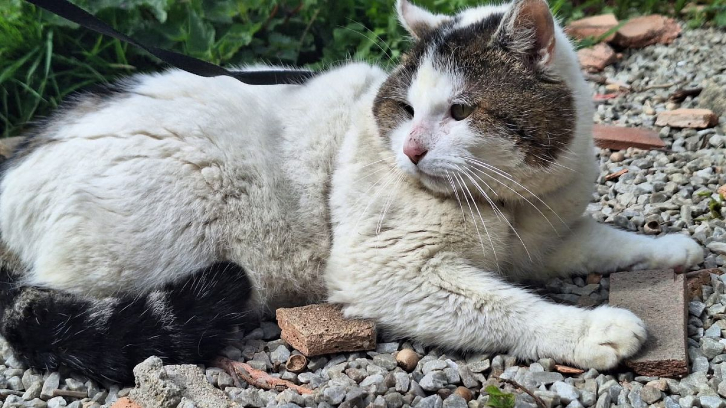 Photo #3 de Vagabond 