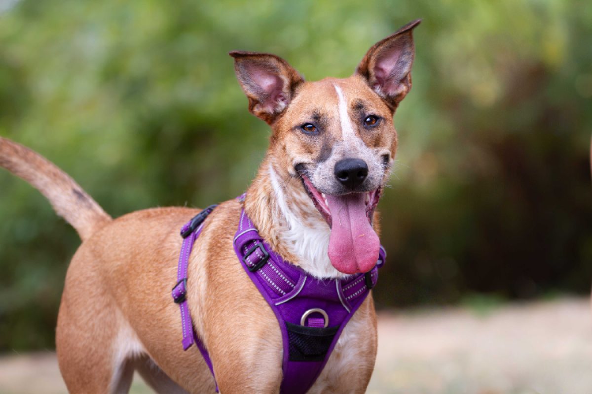 Jora - Chien à adopter