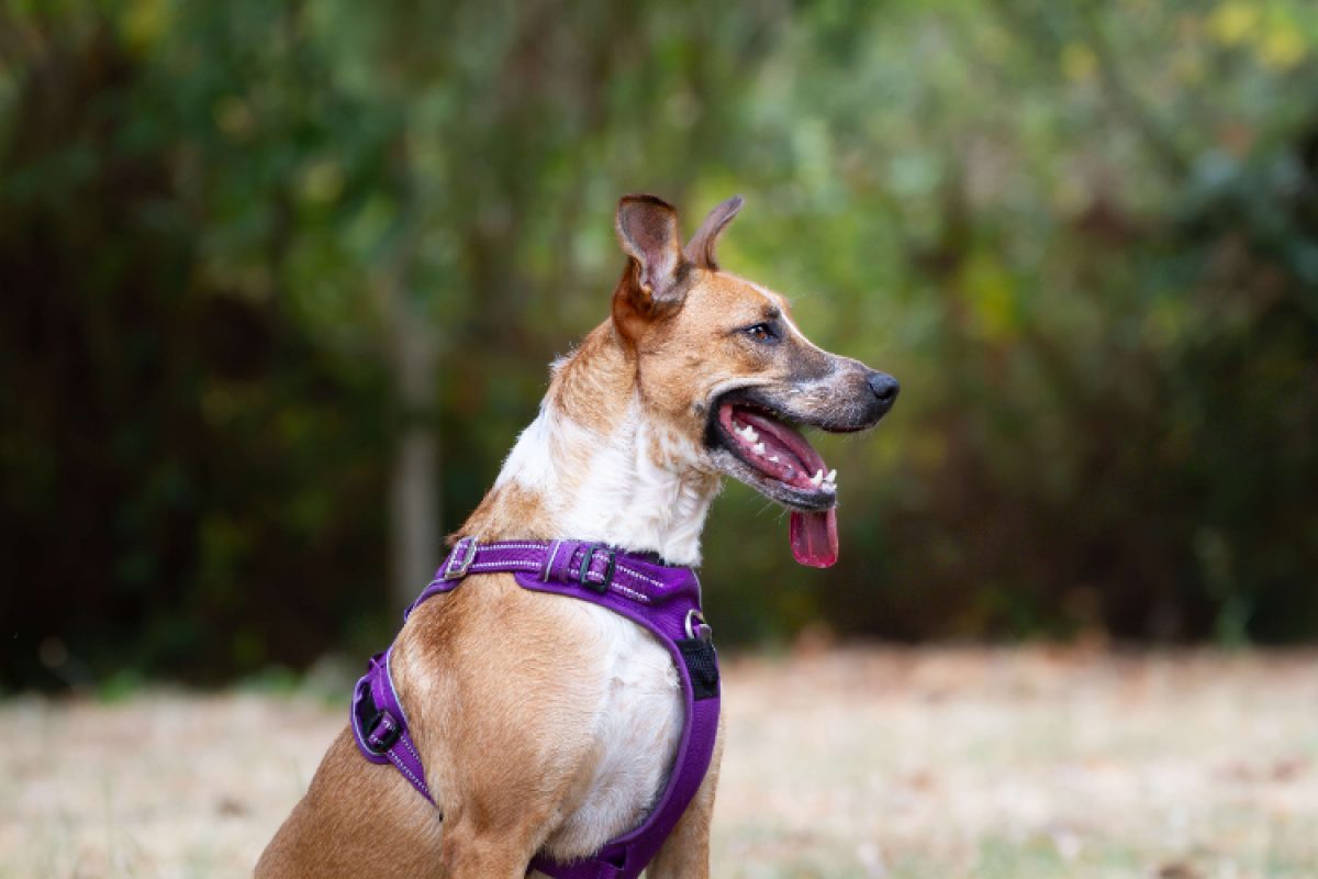 Jora - Chien à adopter - photo 10