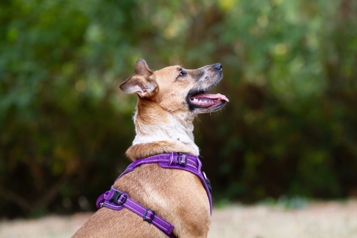 Jora - Chien à adopter - photo 11