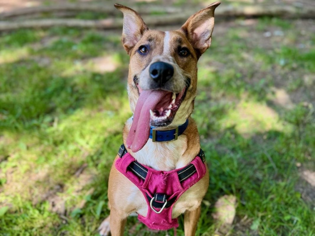 Jora - Chien à adopter - photo 12