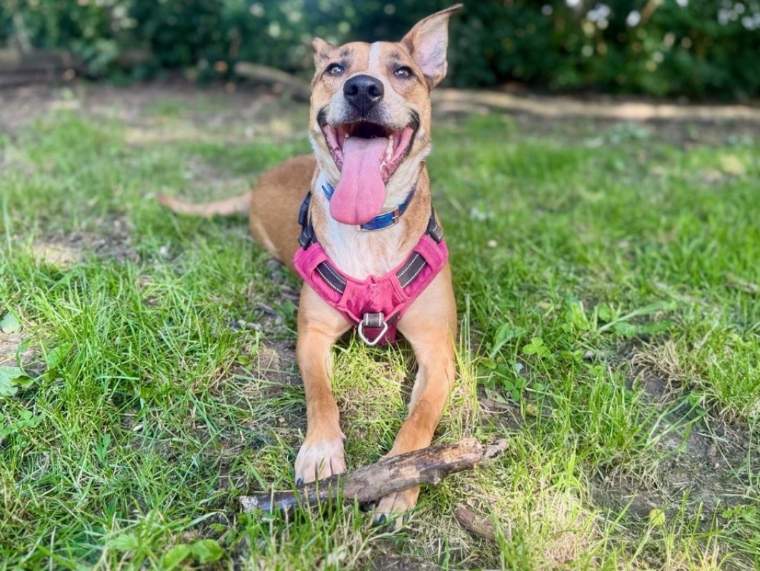 Jora - Chien à adopter - photo 14