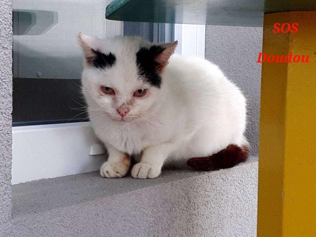 Photo de Doudou