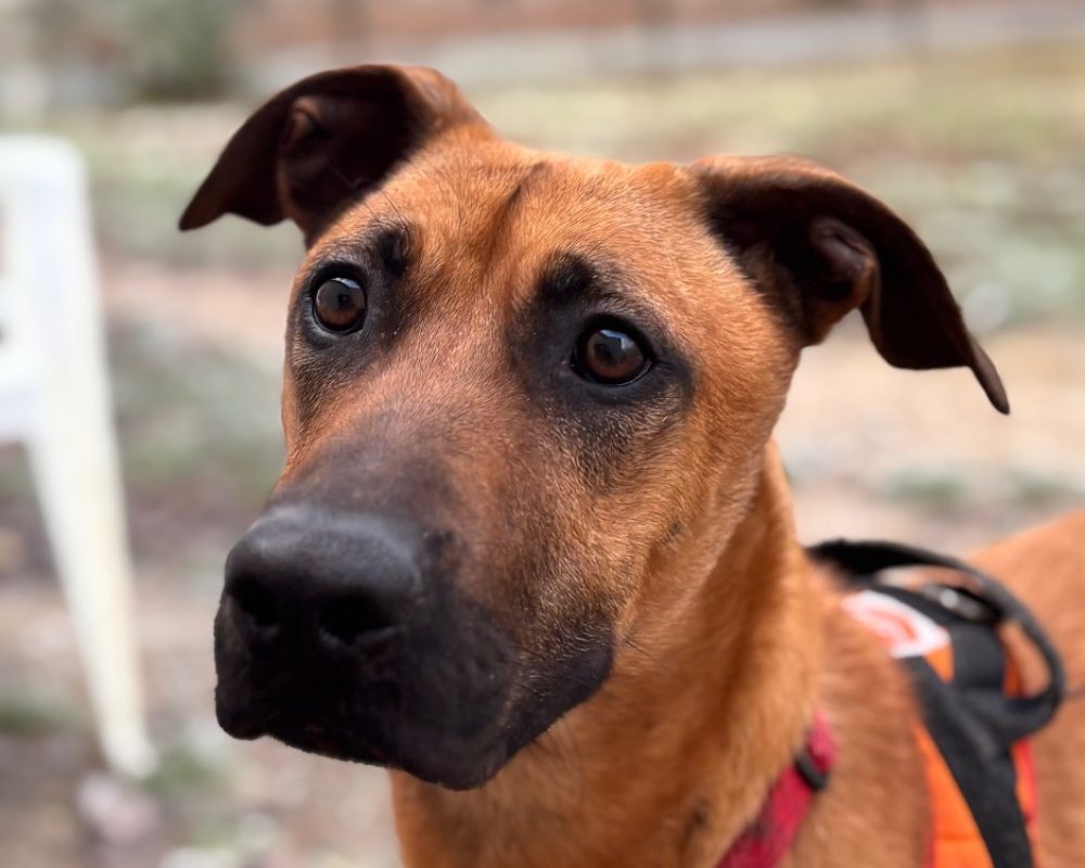 Simba - Chien Berger Belge Malinois à adopter