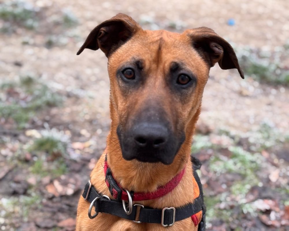 Simba - Chien Berger Belge Malinois à adopter - photo 2