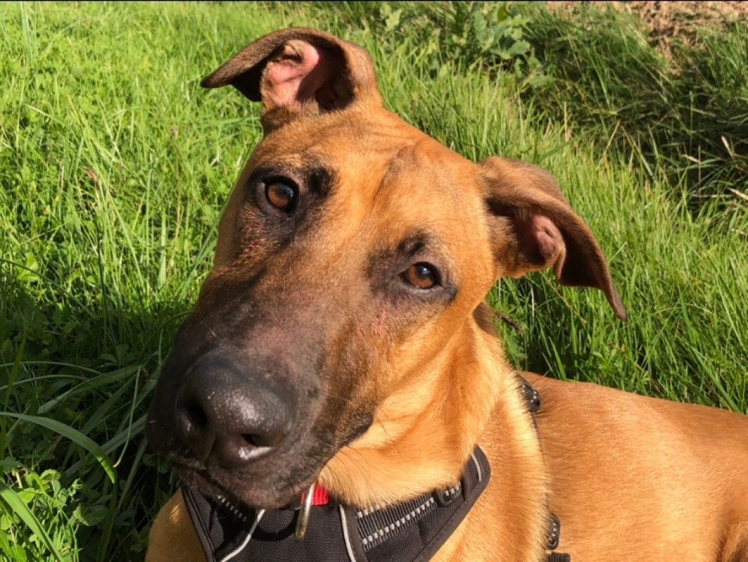 Simba - Chien Berger Belge Malinois à adopter - photo 3