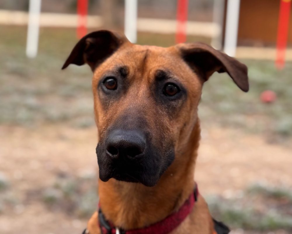 Simba - Chien Berger Belge Malinois à adopter - photo 4