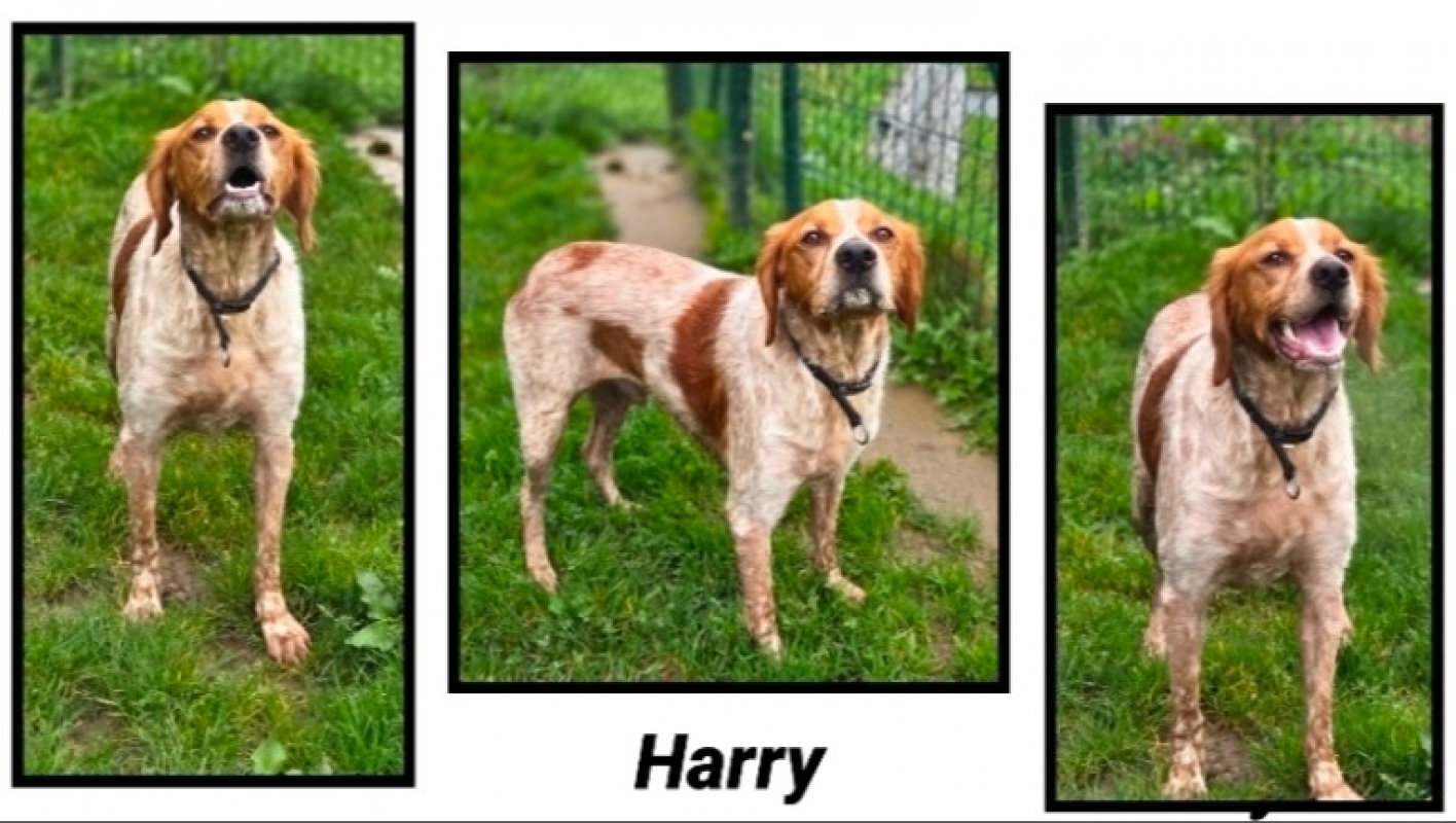 Photo de Harry