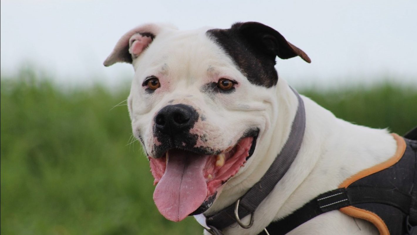 Patch - Chien à adopter
