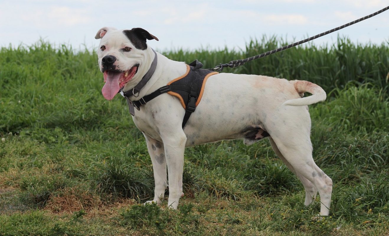 Patch - Chien à adopter - photo 2