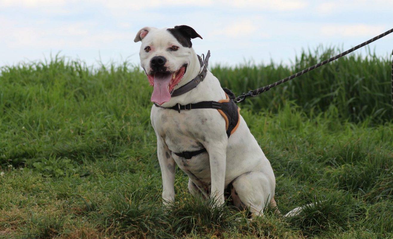 Patch - Chien à adopter - photo 3