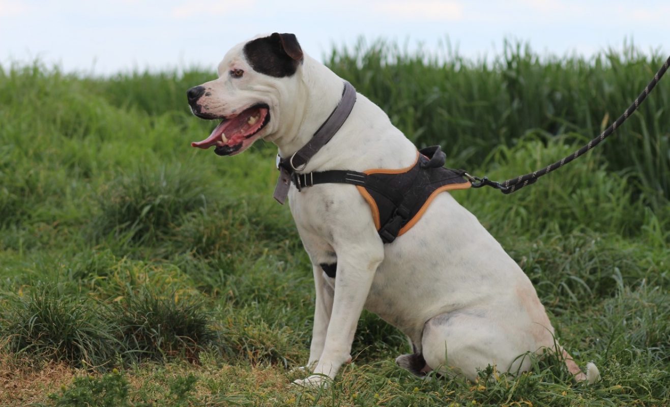 Patch - Chien à adopter - photo 4