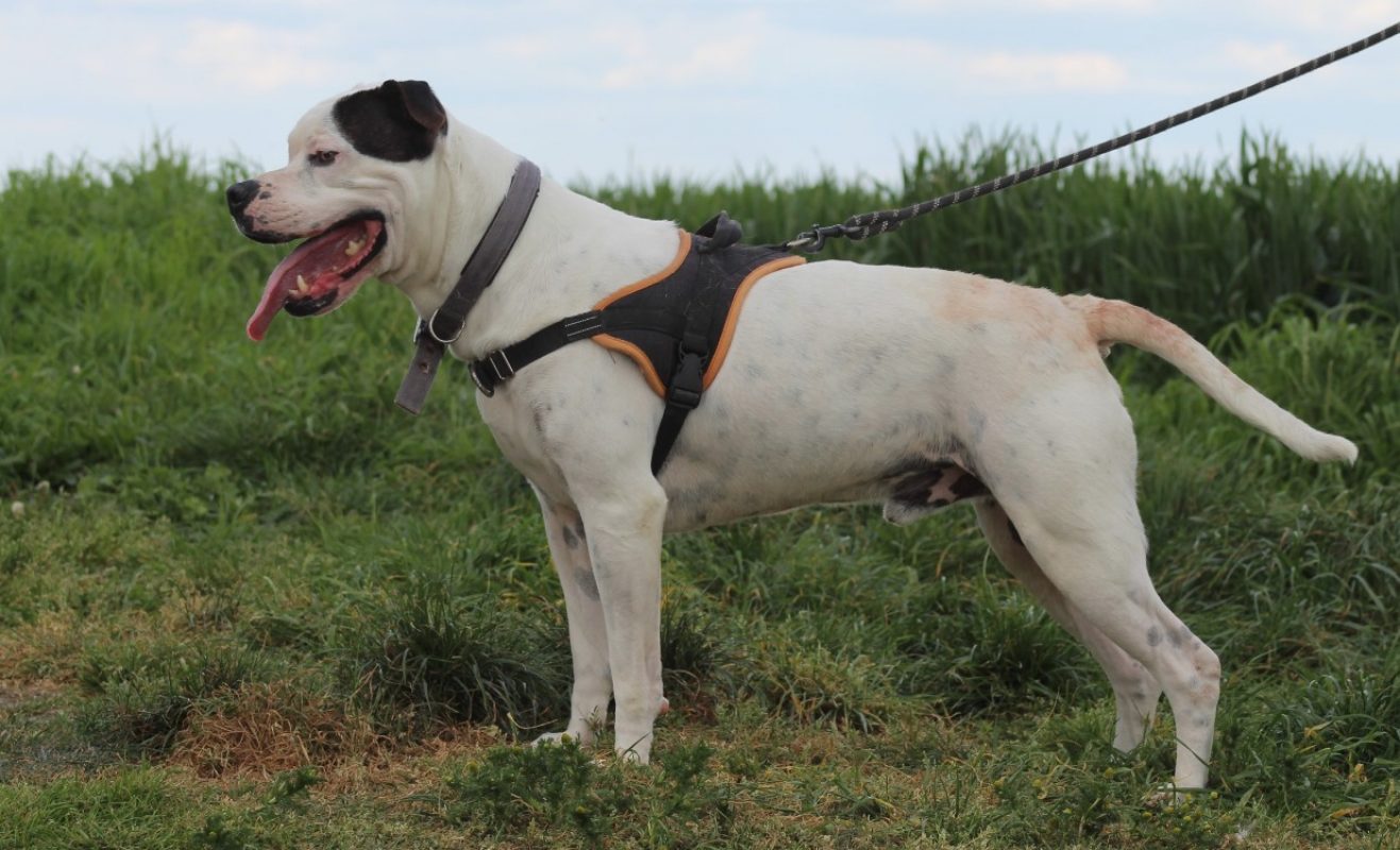 Patch - Chien à adopter - photo 5