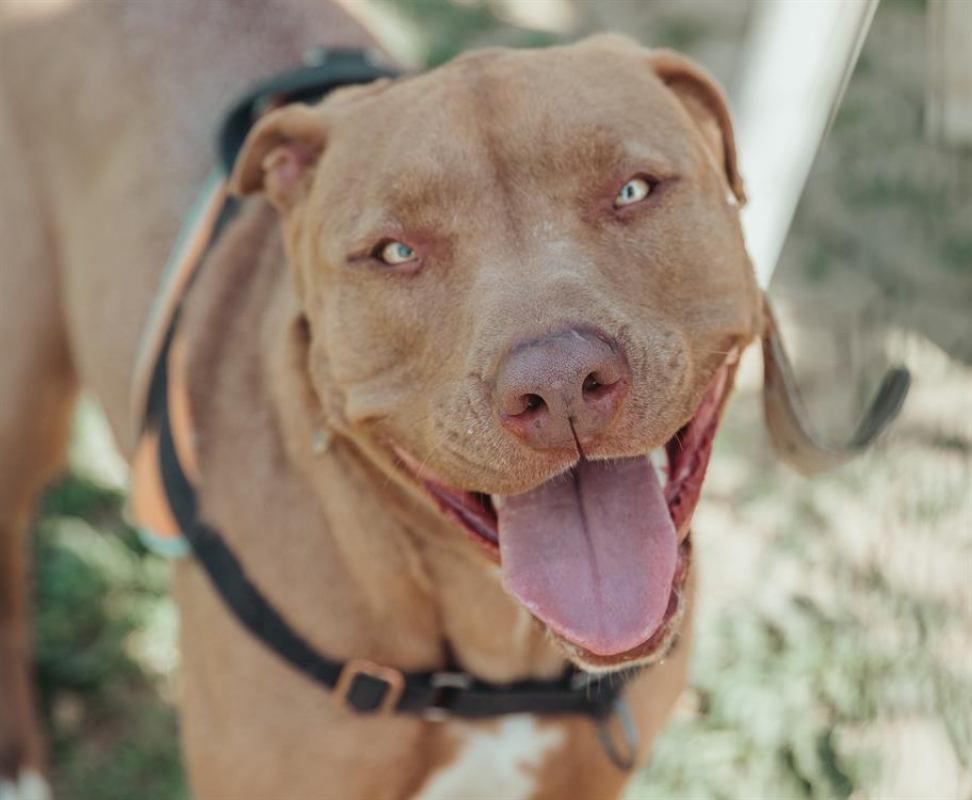 Photo #4 de Ruby paa23064