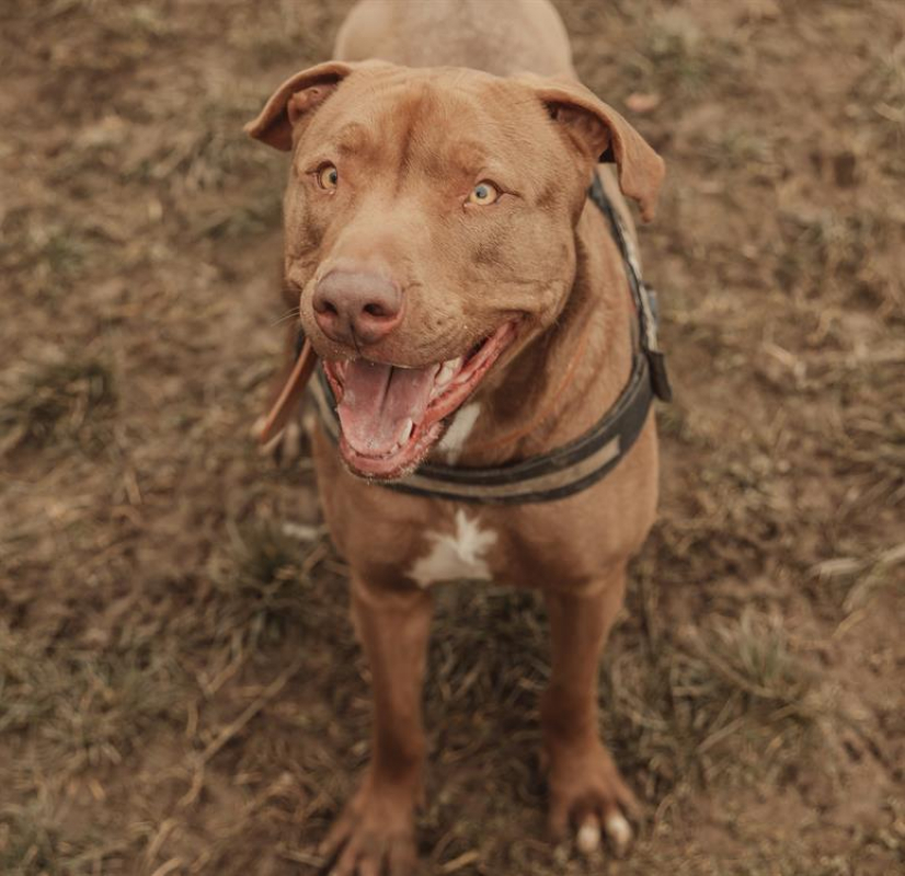 Photo #6 de Ruby paa23064