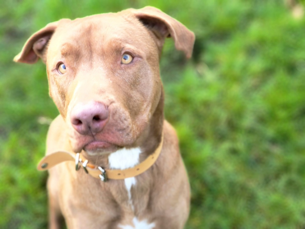 Ruby - Chien à adopter