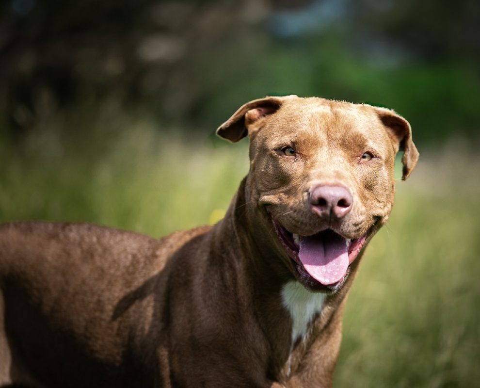 Ruby - Chien à adopter - photo 2