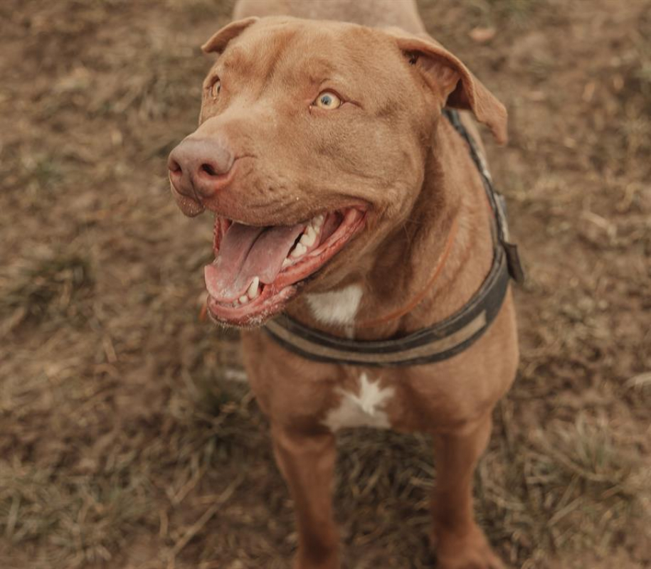 Ruby - Chien à adopter - photo 4