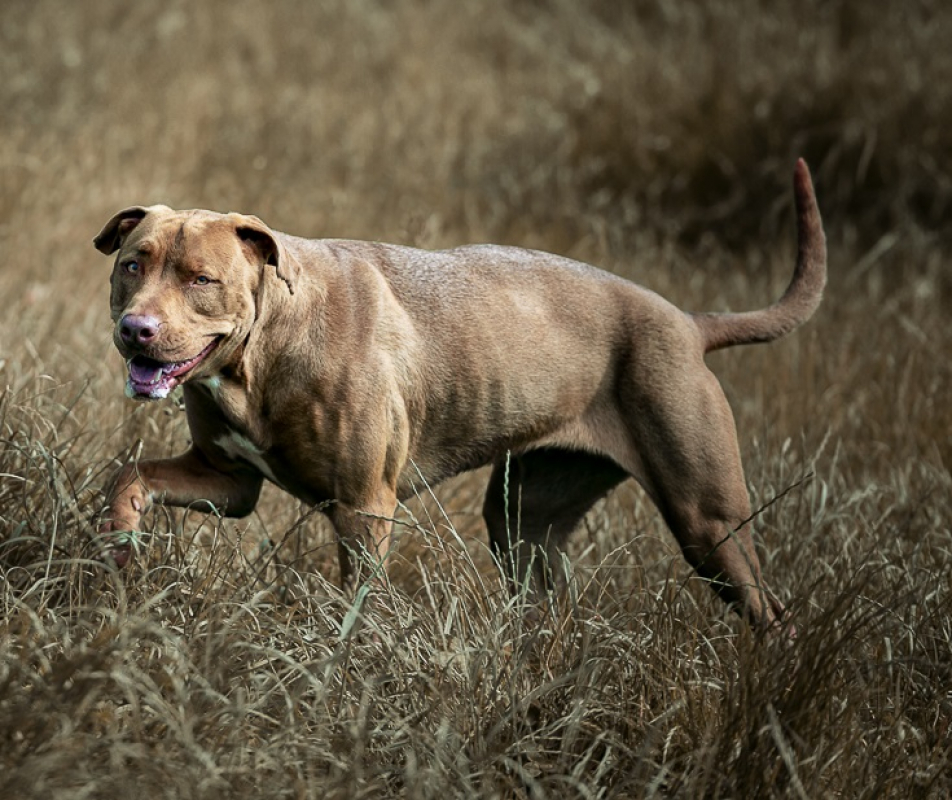 Ruby - Chien à adopter - photo 10