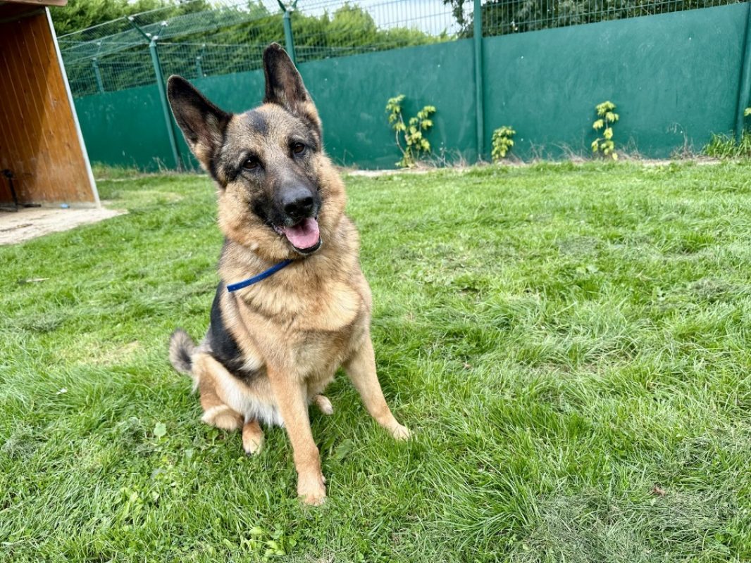 Newton - Chien Berger Allemand à adopter