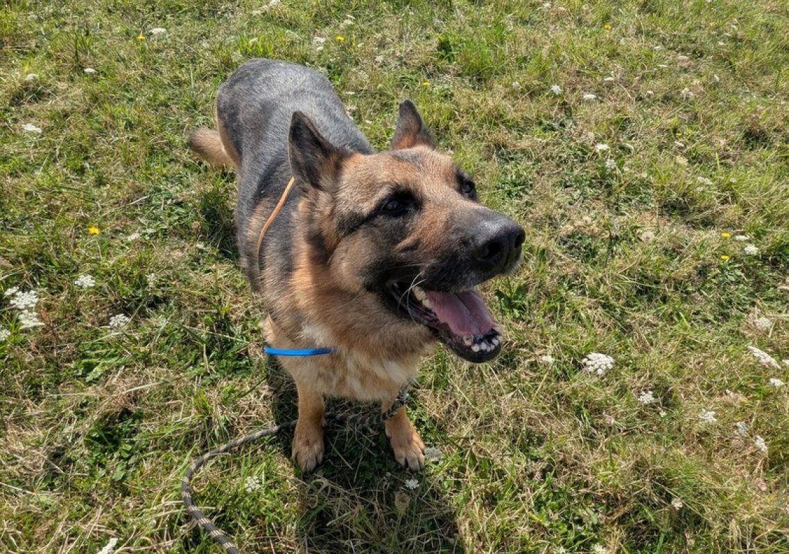 Newton - Chien Berger Allemand à adopter - photo 2