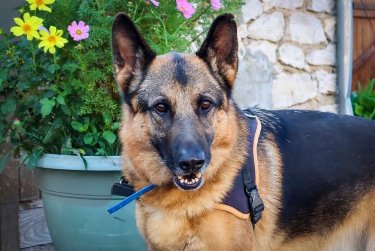 Newton - Chien Berger Allemand à adopter