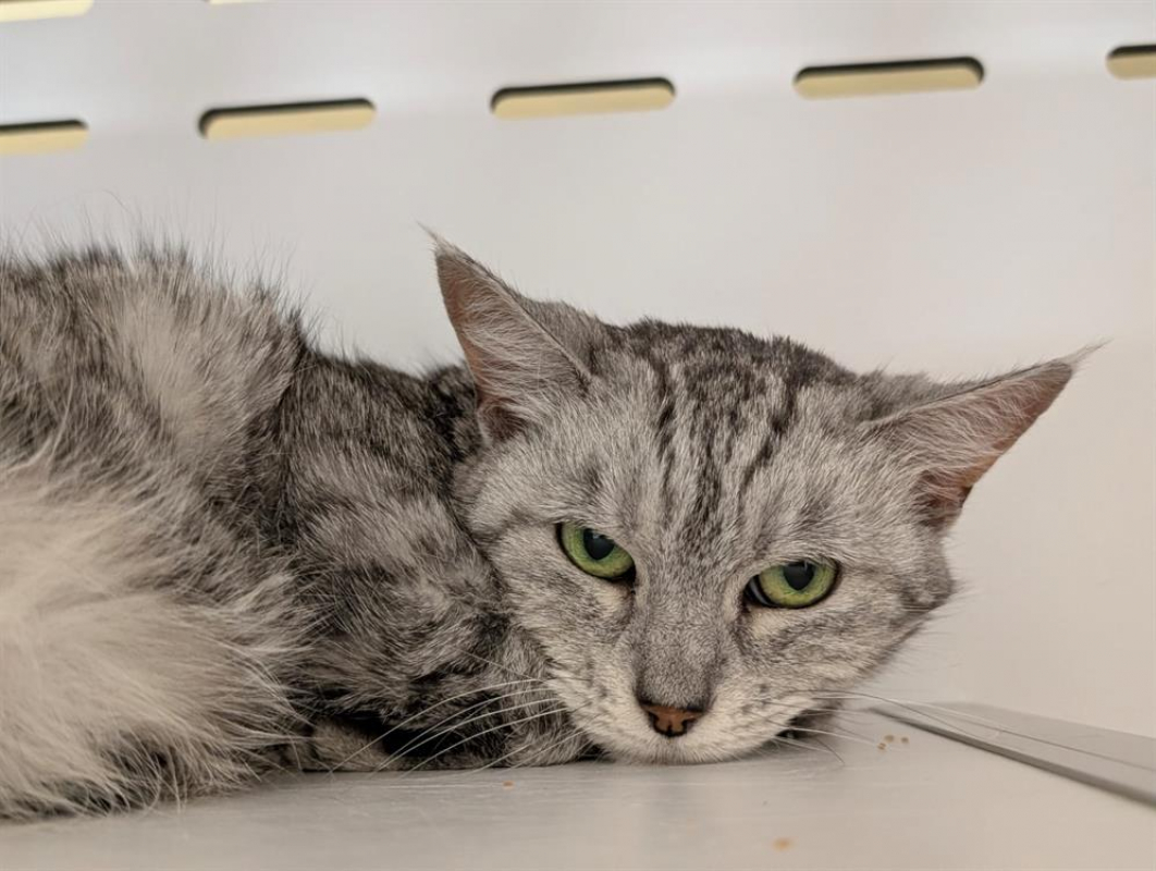 Photo #1 de Prunelle