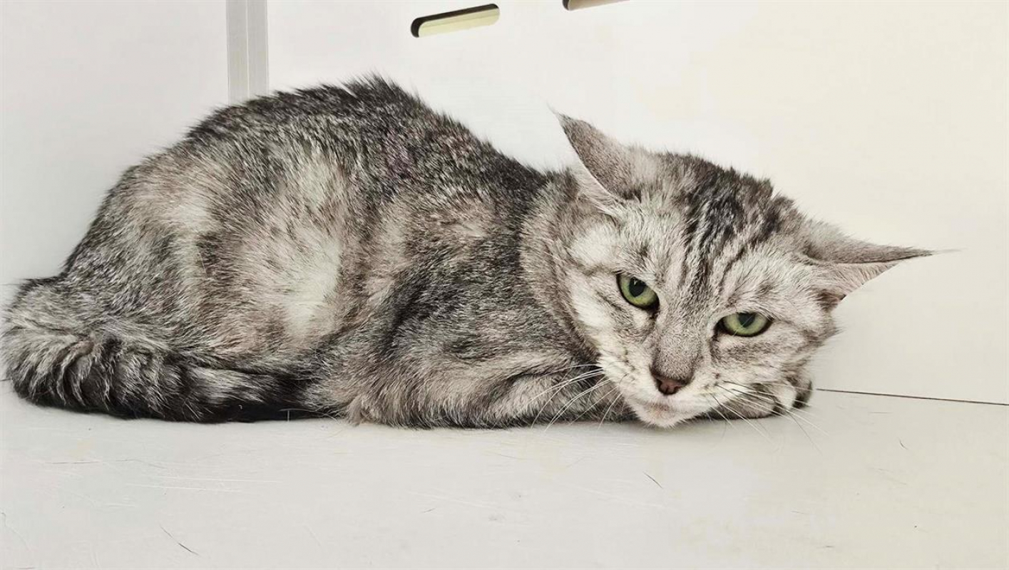 Photo #2 de Prunelle