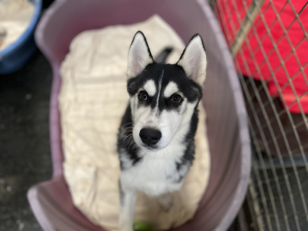 Photo #2 de Shiro dit bandit