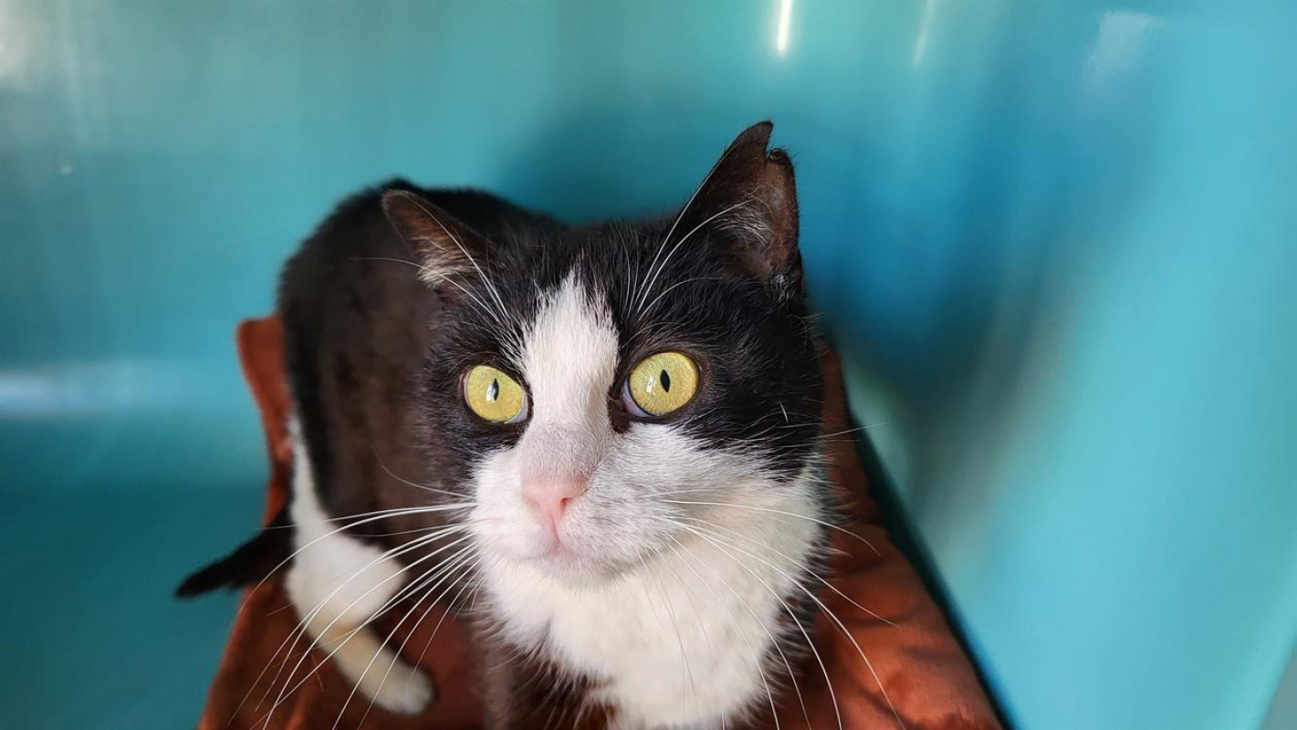 Photo #1 de Charlotte