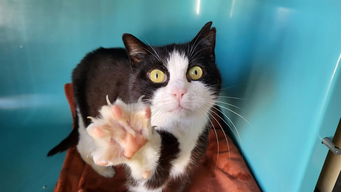 Photo #2 de Charlotte