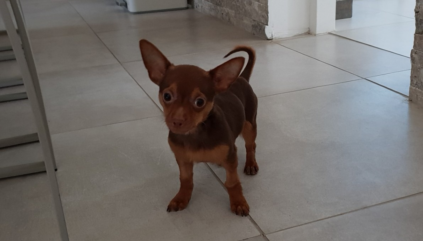 Photo #1 de Achille paa22981