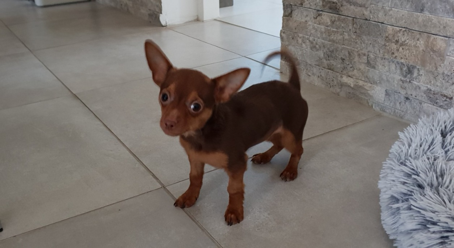 Photo #2 de Achille paa22981