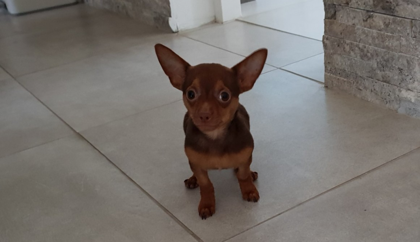 Photo #3 de Achille paa22981