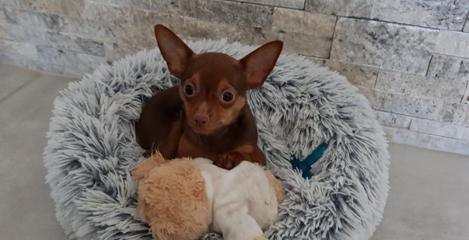 Photo #4 de Achille paa22981