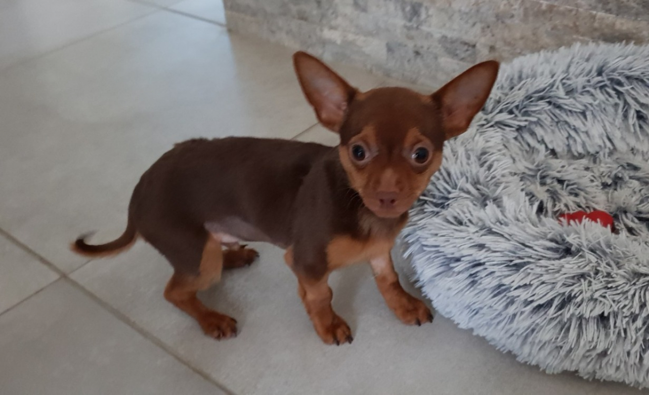 Photo #5 de Achille paa22981