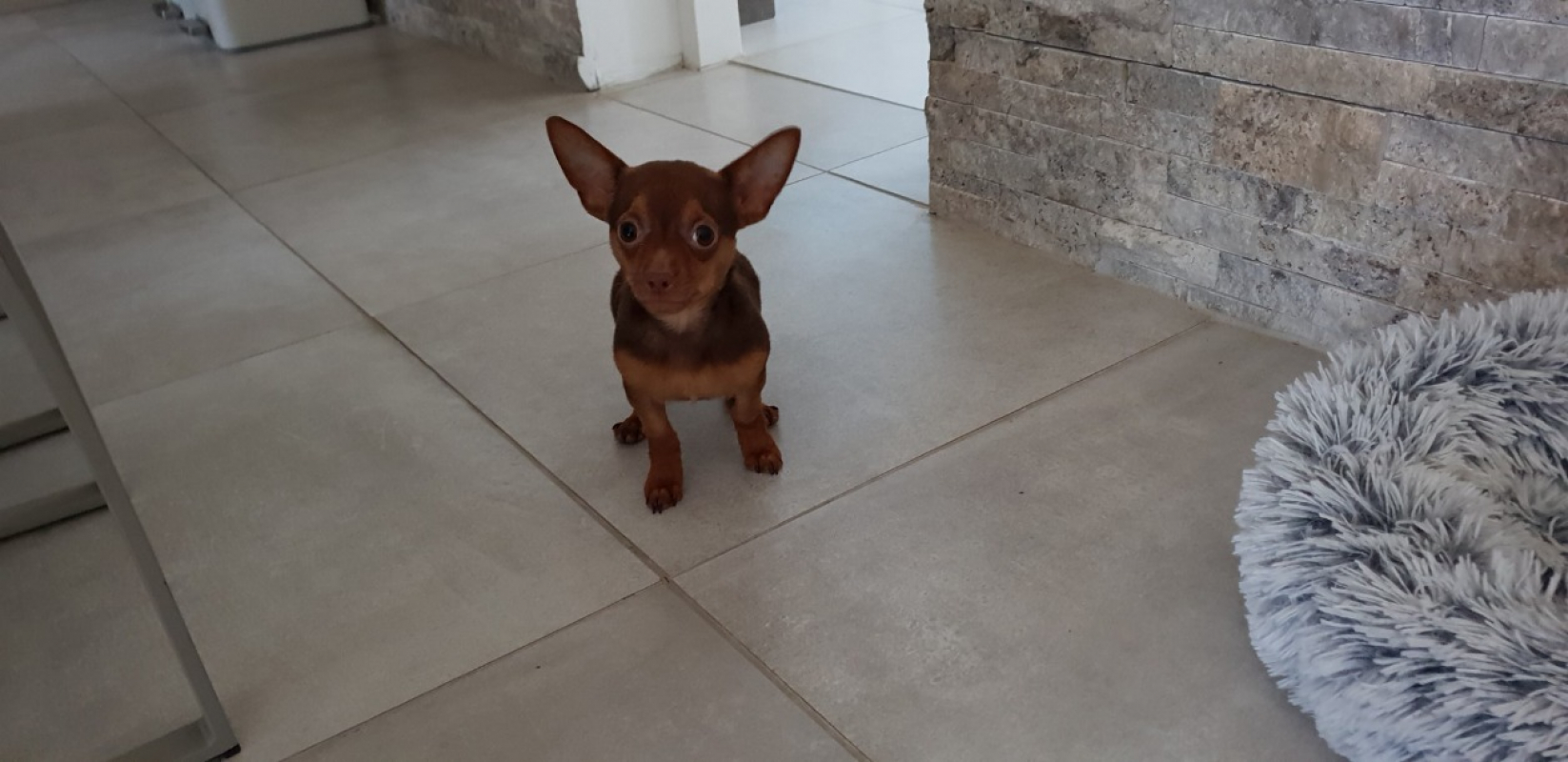 Photo #6 de Achille paa22981