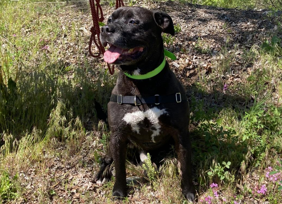 Photo #1 de Gizmo cn